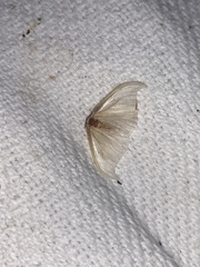 Drepana arcuata