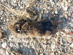 Microtus arvalis