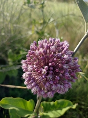 Allium ampeloprasum