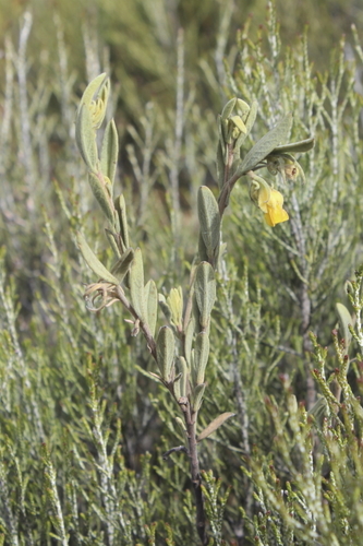 Image of Hermannia velutina by (c) Karen Eichholz, some rights reserved (CC BY)