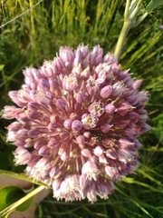 Allium ampeloprasum