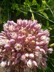 Allium ampeloprasum