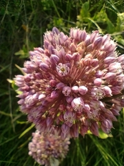Allium ampeloprasum