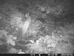 Prionailurus bengalensis