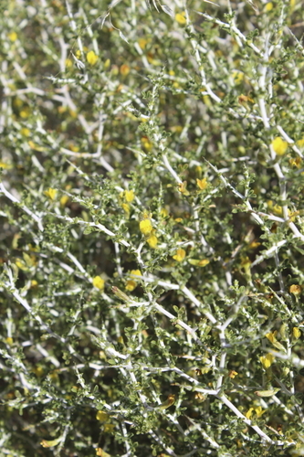 Image of Melolobium candicans by (c) Karen Eichholz, some rights reserved (CC BY)