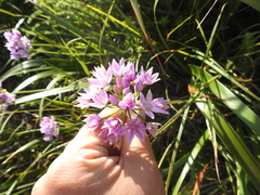 Allium unifolium