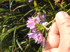 Allium unifolium