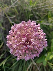 Allium ampeloprasum
