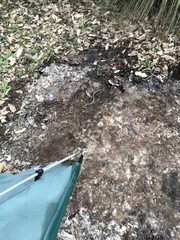 Pseudonaja affinis affinis