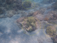 Porites lobata