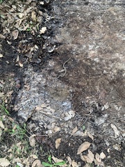 Pseudonaja affinis affinis