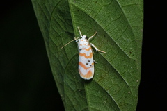 Cyana interrogationis