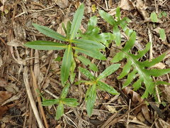 Veronica flavida