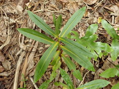 Veronica flavida