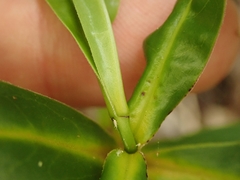 Veronica flavida