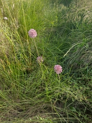 Allium ampeloprasum
