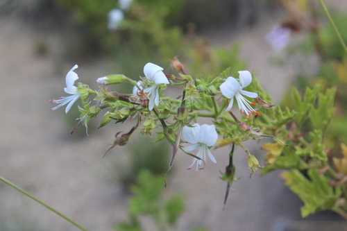 Image of Pelargonium ribifolium by (c) Karen Eichholz, some rights reserved (CC BY)