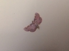 Hypsopygia binodulalis
