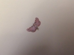 Hypsopygia binodulalis