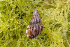 Tritia incrassata