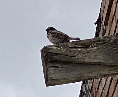 House Sparrow