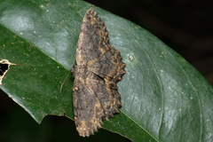 Microcalicha nigrescens