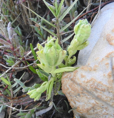 Chloropyron maritimum palustre