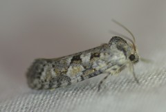 Acrolophus forbesi