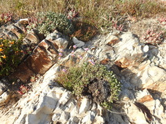 Armeria maritima californica