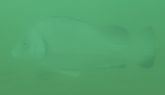 Plectorhinchus gibbosus