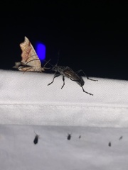 Anthophylax attenuatus