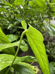 Anthurium talamancae