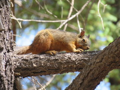 Sciurus nayaritensis
