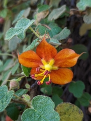 Fremontodendron decumbens