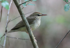 Swainson's Warbler photo 2