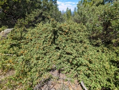 Fremontodendron decumbens