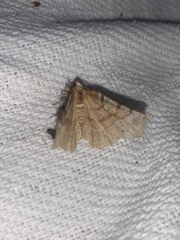 Selenia alciphearia