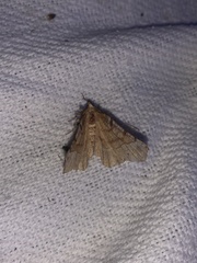 Selenia alciphearia