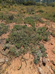 Ceanothus roderickii