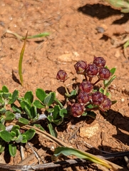 Ceanothus roderickii