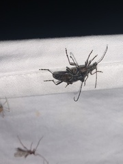 Anthophylax attenuatus