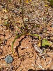 Chlorogalum grandiflorum