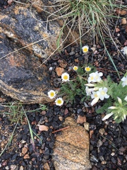 Erigeron compositus