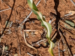 Chlorogalum grandiflorum