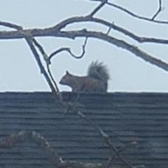 Sciurus carolinensis
