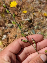 Chlorogalum grandiflorum