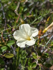Calystegia stebbinsii