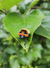 Poecilocoris latus