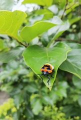 Poecilocoris latus