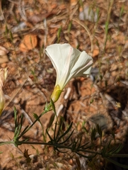 Calystegia stebbinsii